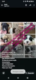 Bebês
