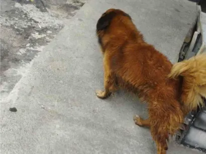 Cachorro raça SRD-ViraLata idade 6 ou mais anos nome Thor 