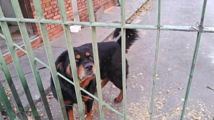 Cachorro ra a Rottweiler idade 2 anos nome Leão