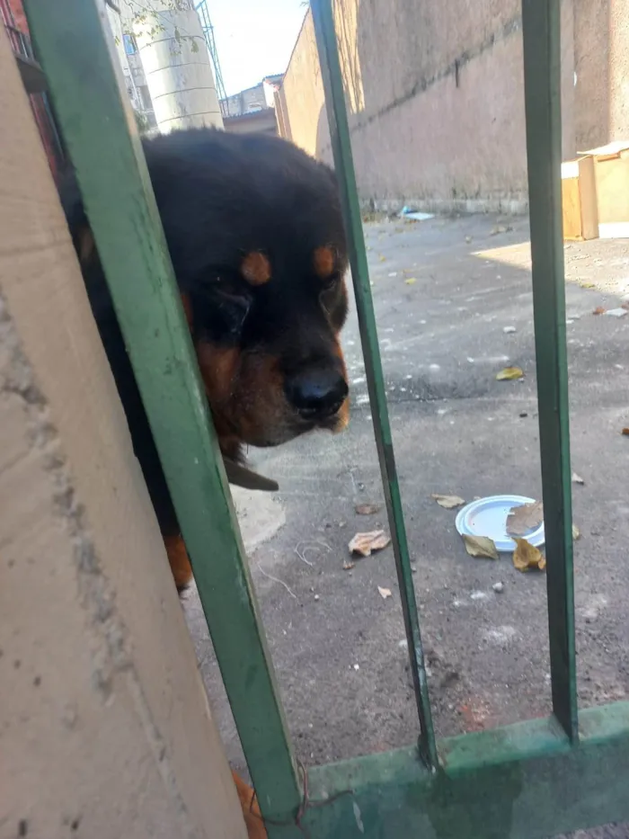 Cachorro ra a Rottweiler idade 2 anos nome Leão