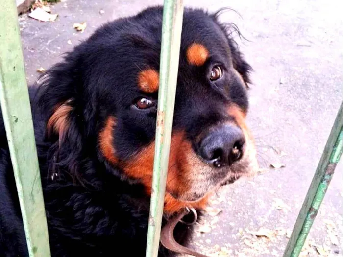 Cachorro ra a Rottweiler idade 2 anos nome Leão