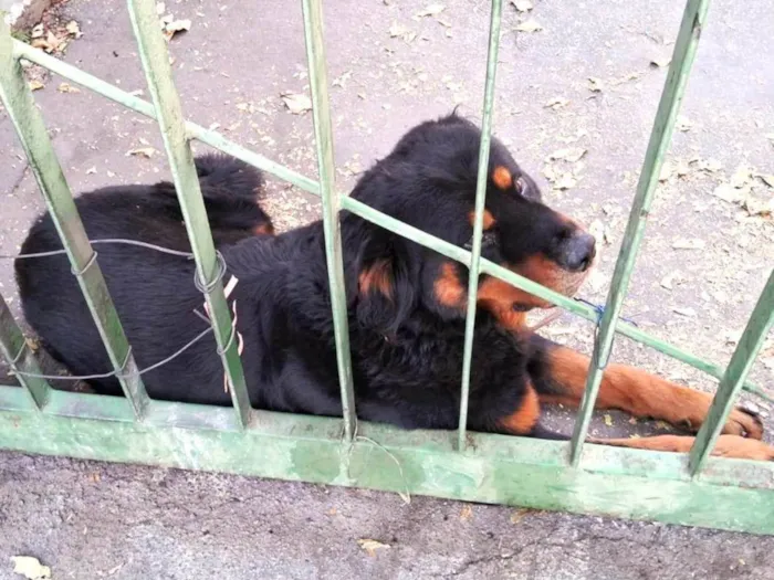 Cachorro ra a Rottweiler idade 2 anos nome Leão