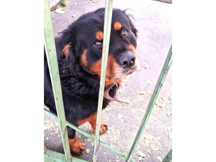 Cachorro ra a Rottweiler idade 2 anos nome Leão