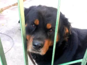 Cachorro raça Rottweiler idade 2 anos nome Leão