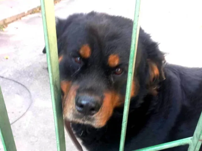 Cachorro ra a Rottweiler idade 2 anos nome Leão