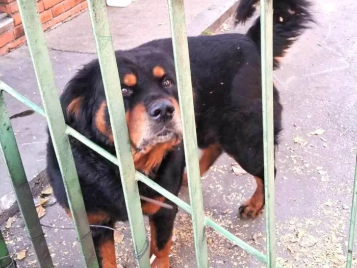 Cachorro ra a Rottweiler idade 2 anos nome Leão