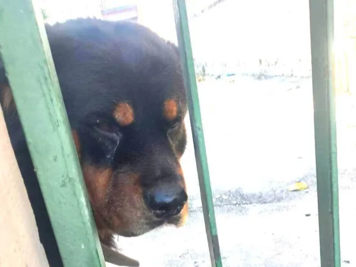 Cachorro ra a Rottweiler idade 2 anos nome Leão