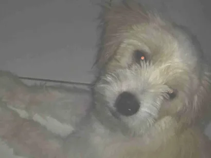 Cachorro raça SRD-ViraLata idade 7 a 11 meses nome Luke