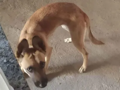 Cachorro raça SRD-ViraLata idade 2 anos nome Lessie