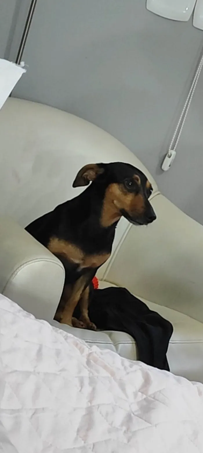 Cachorro ra a SRD-ViraLata idade 4 anos nome Amora