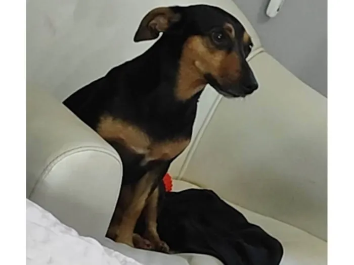 Cachorro ra a SRD-ViraLata idade 4 anos nome Amora