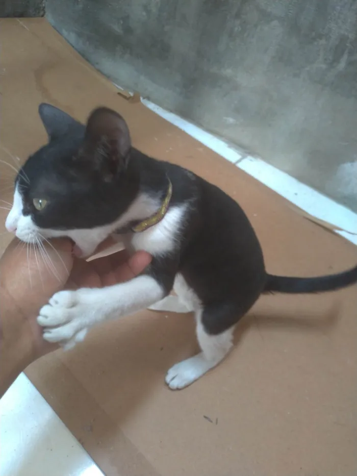 Gato ra a SRD-ViraLata idade 2 a 6 meses nome Mel