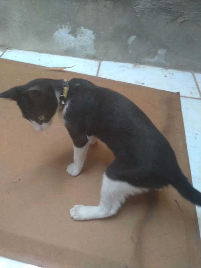 Gato ra a SRD-ViraLata idade 2 a 6 meses nome Mel