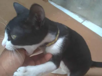 Gato raça SRD-ViraLata idade 2 a 6 meses nome Mel