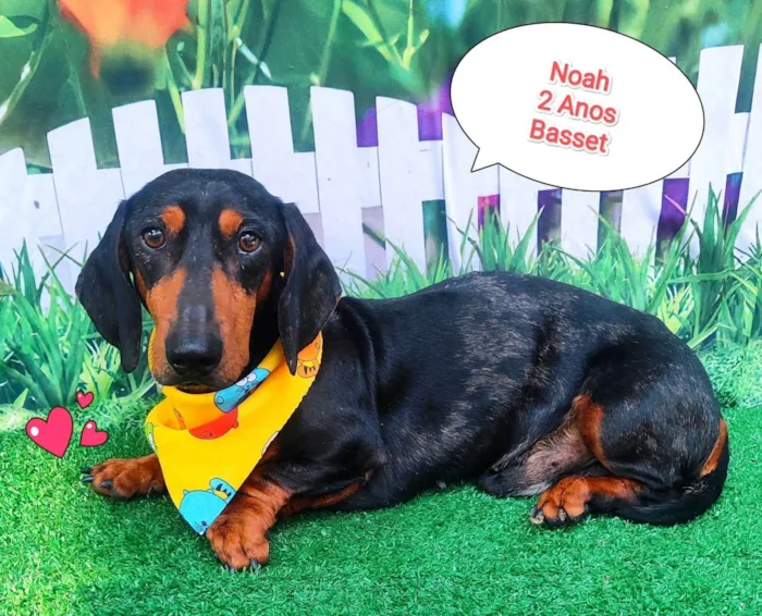 Cachorro ra a Basset-Cofap idade 2 anos nome Noah