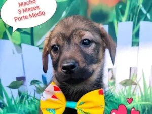 Cachorro raça SRD-ViraLata idade 2 a 6 meses nome raviole