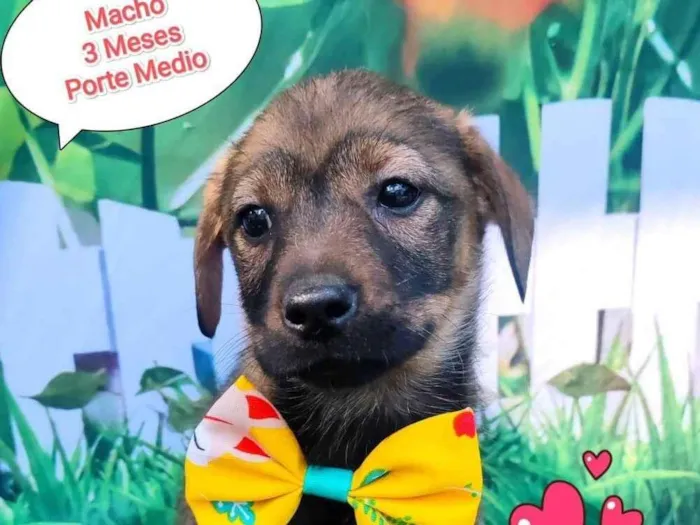 Cachorro ra a SRD-ViraLata idade 2 a 6 meses nome raviole