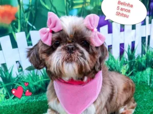 Cachorro raça Shitzu idade 5 anos nome belinha