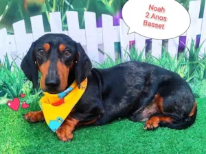 Cachorro raça Basset-Cofap idade 2 anos nome Noah