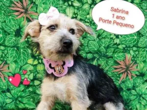 Cachorro raça SRD-ViraLata idade 1 ano nome sabrina