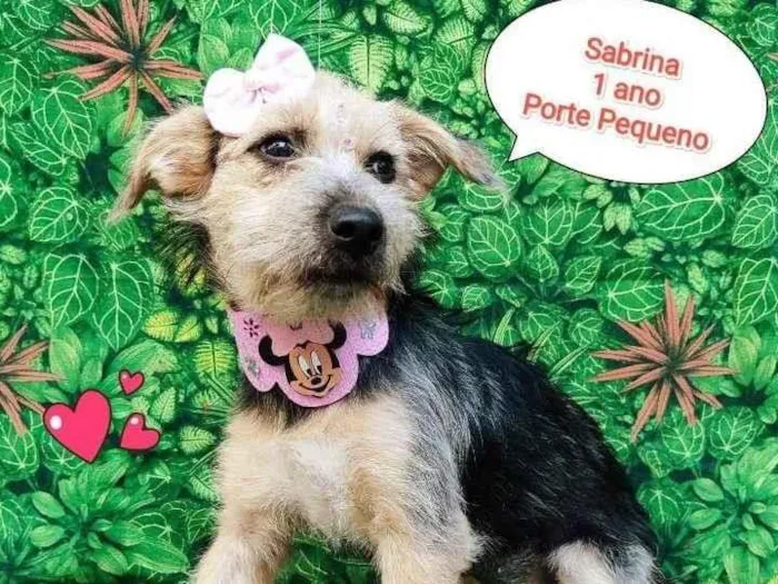 Cachorro ra a SRD-ViraLata idade 1 ano nome sabrina