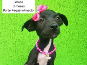 Cachorro raça SRD-ViraLata idade 2 a 6 meses nome pretinha