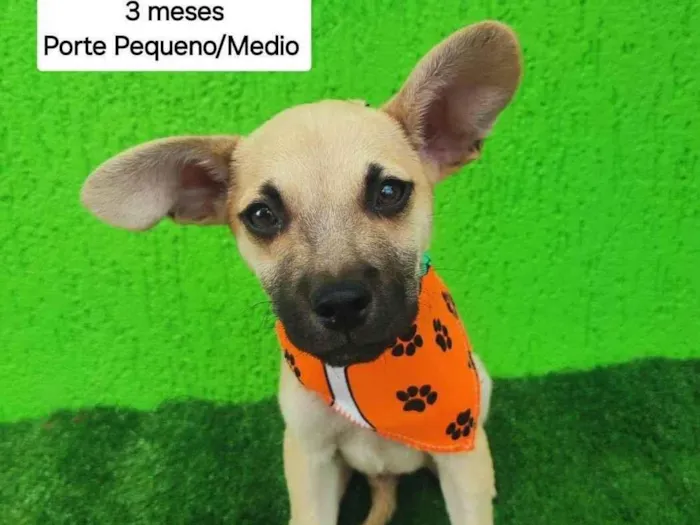 Cachorro ra a SRD-ViraLata idade 2 a 6 meses nome pimpao