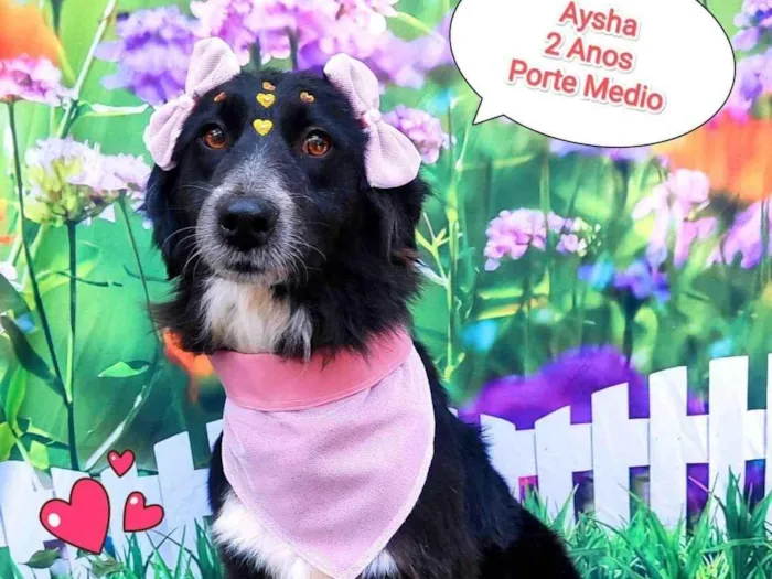 Cachorro ra a SRD-ViraLata idade 2 anos nome Aysha