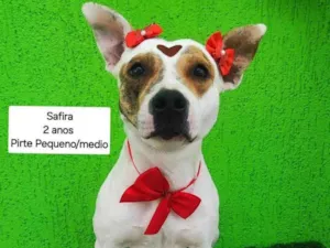 Cachorro raça SRD-ViraLata idade 2 anos nome Safira