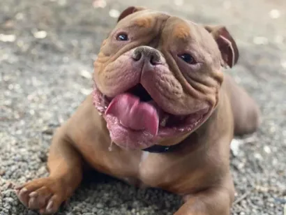 Cachorro raça Pit-Bull idade 4 anos nome Thor II pitbulling canil pitbulling