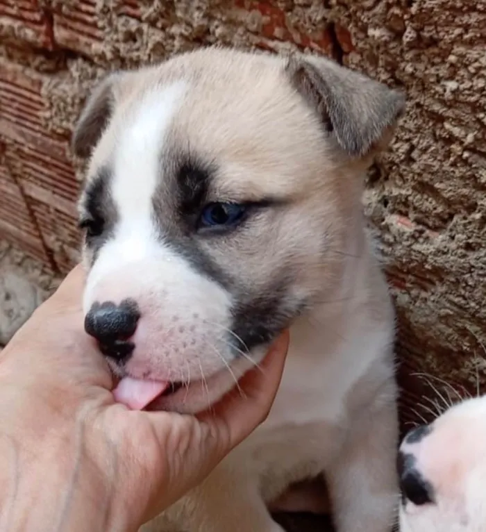 Cachorro ra a SRD-ViraLata idade 2 a 6 meses nome Bob 