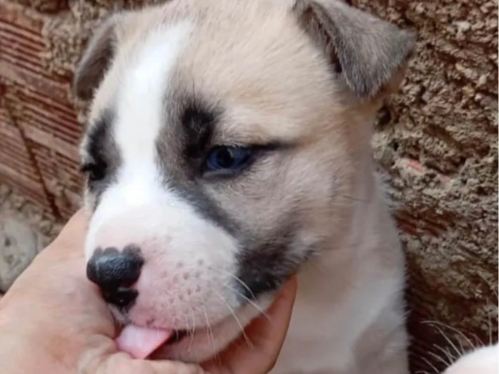 Cachorro ra a SRD-ViraLata idade 2 a 6 meses nome Bob 