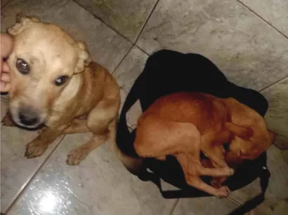 Cachorro raça SRD-ViraLata idade 7 a 11 meses nome Bob e Marley