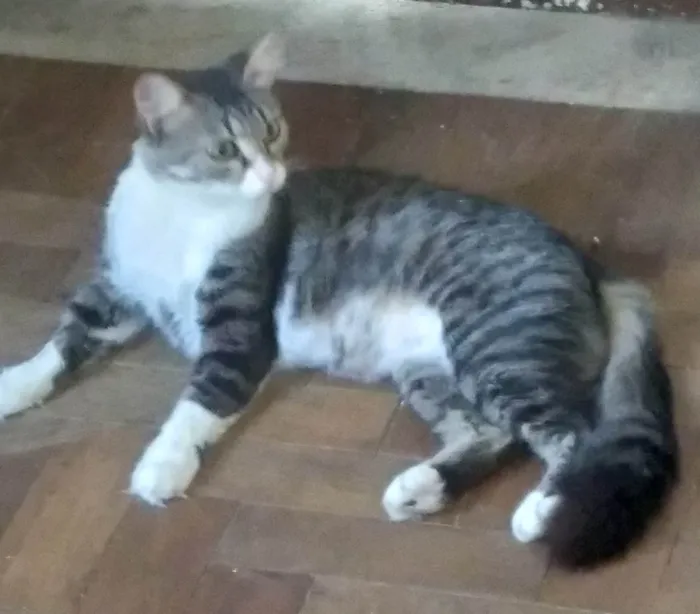 Gato ra a SRD-ViraLata idade 1 ano nome MEL SIMPÁTICA 