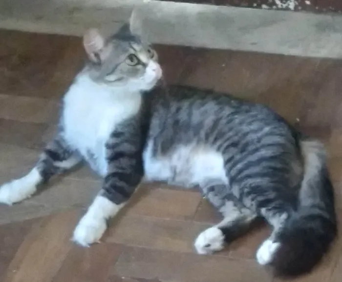 Gato ra a SRD-ViraLata idade 1 ano nome MEL SIMPÁTICA 