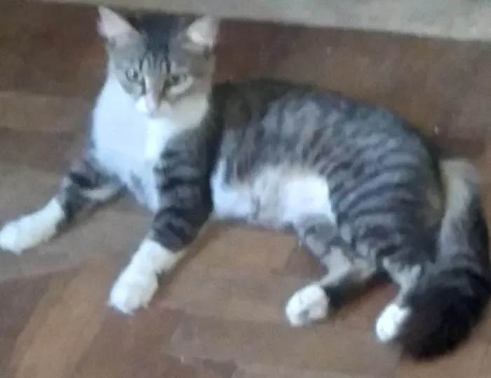 Gato ra a SRD-ViraLata idade 1 ano nome MEL SIMPÁTICA 