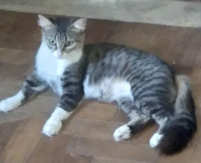 Gato ra a SRD-ViraLata idade 1 ano nome MEL SIMPÁTICA 