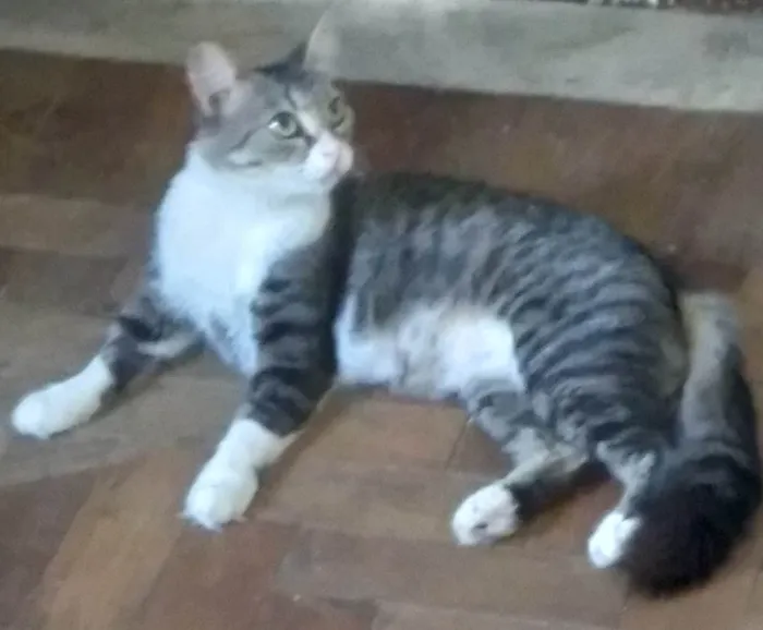 Gato ra a SRD-ViraLata idade 1 ano nome MEL SIMPÁTICA 