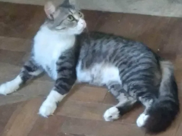 Gato ra a SRD-ViraLata idade 1 ano nome MEL SIMPÁTICA 