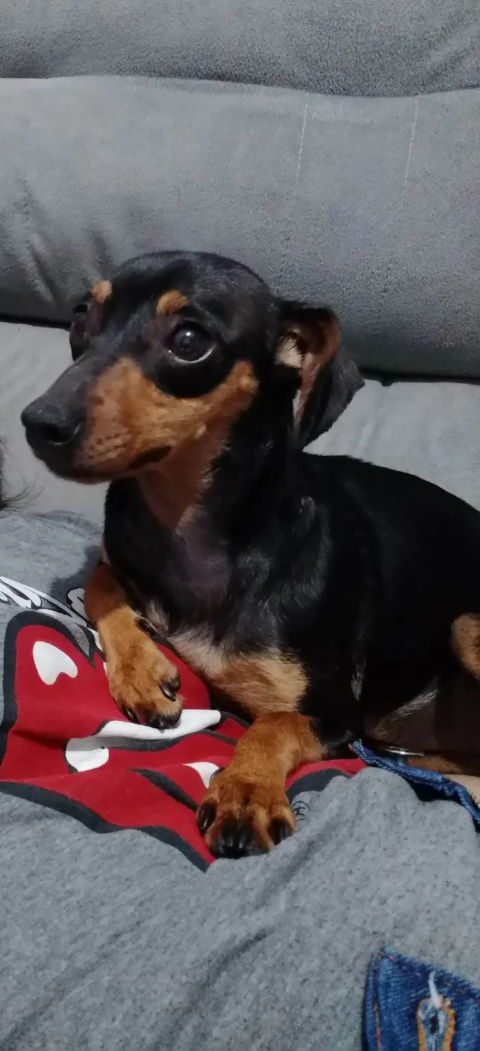 Cachorro ra a SRD-ViraLata idade 5 anos nome Pepsi