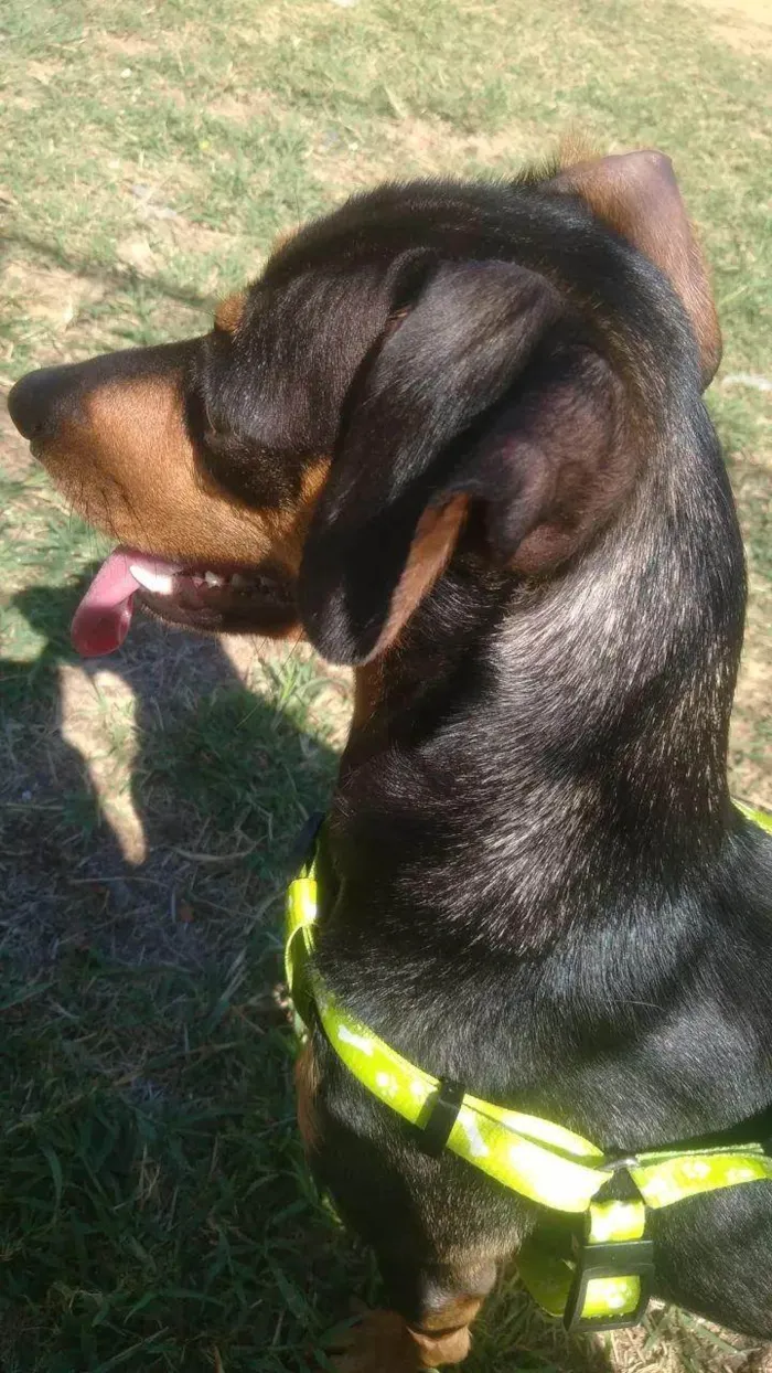 Cachorro ra a SRD-ViraLata idade 5 anos nome Pepsi