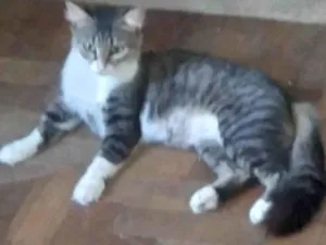 Gato raça SRD-ViraLata idade 1 ano nome MEL SIMPÁTICA 