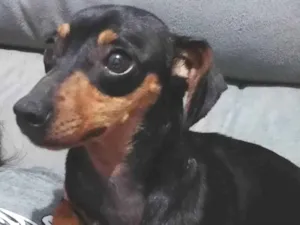 Cachorro raça SRD-ViraLata idade 5 anos nome Pepsi