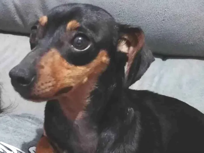 Cachorro ra a SRD-ViraLata idade 5 anos nome Pepsi