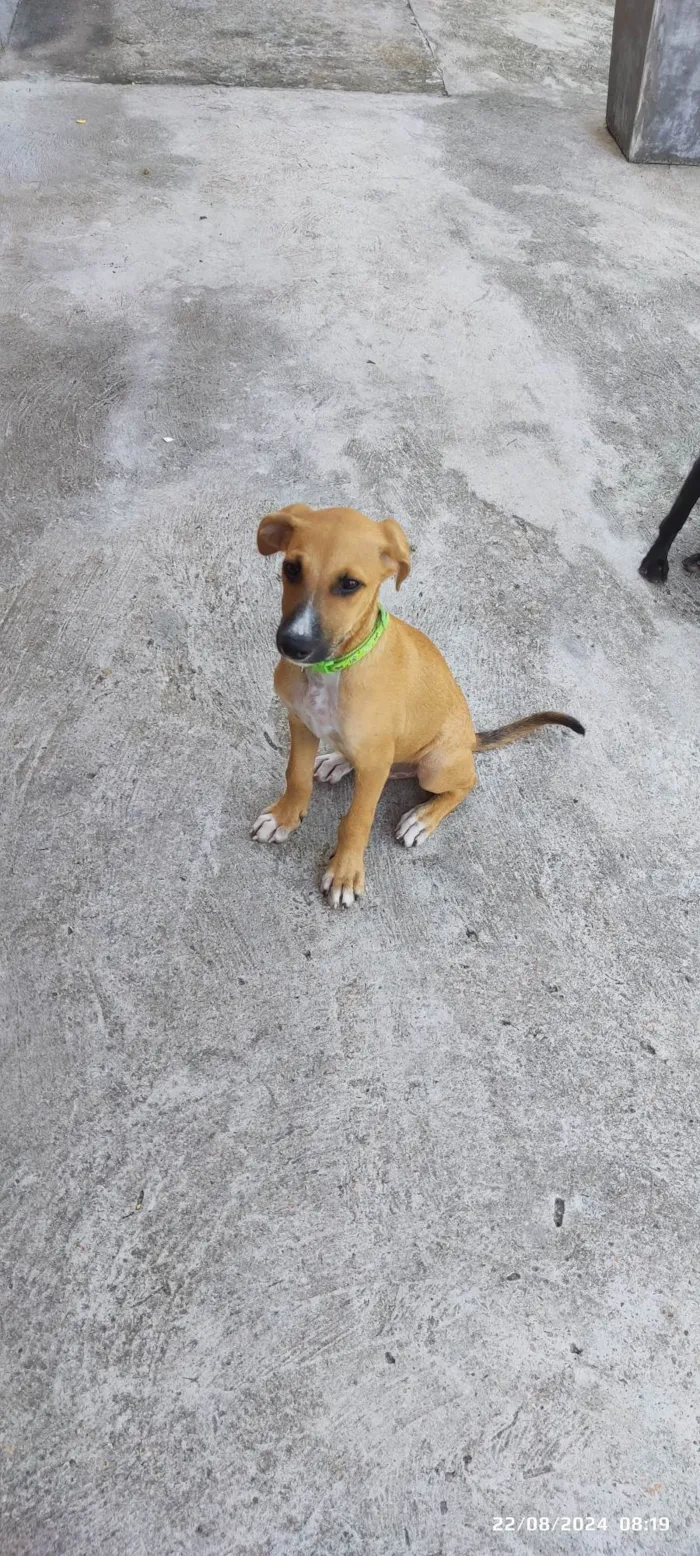 Cachorro ra a SRD-ViraLata idade 2 a 6 meses nome Sem nome