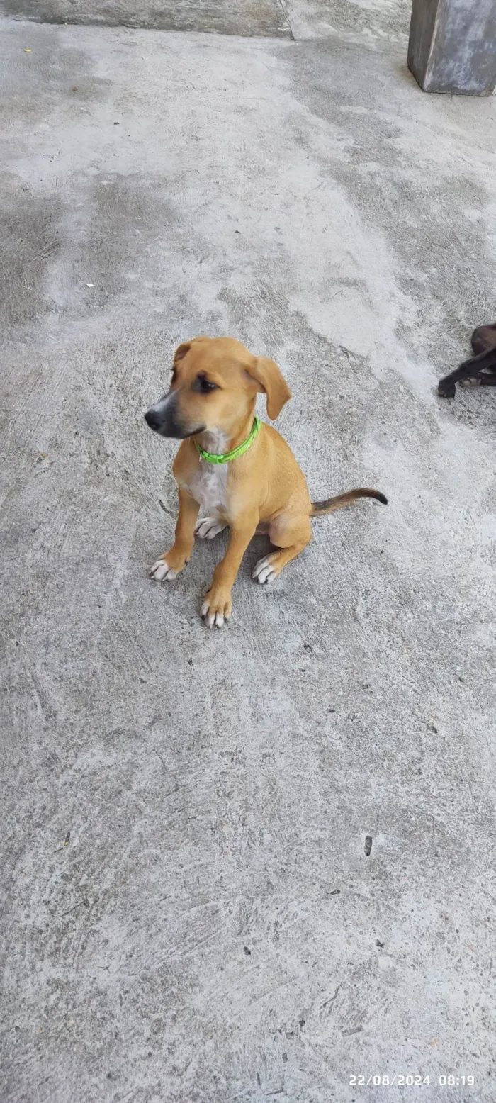 Cachorro ra a SRD-ViraLata idade 2 a 6 meses nome Sem nome