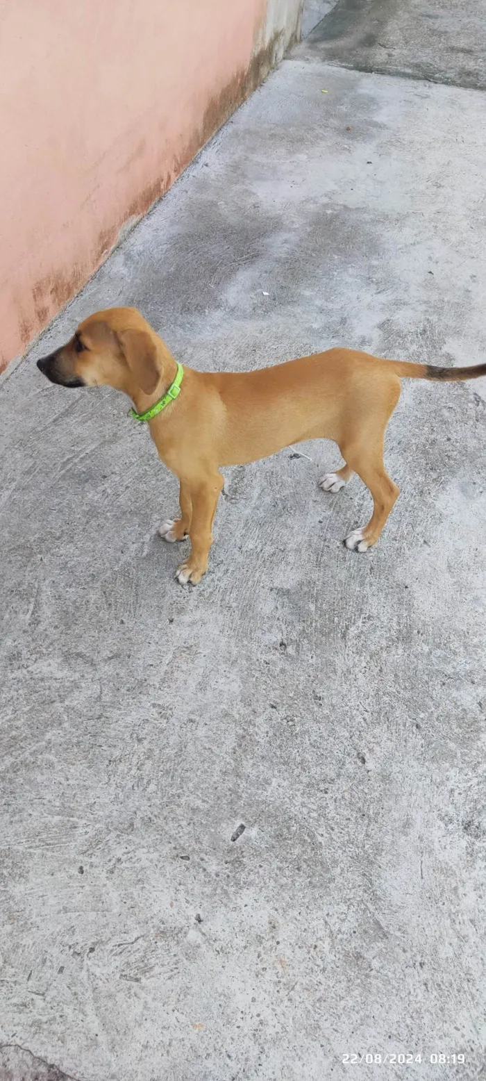 Cachorro ra a SRD-ViraLata idade 2 a 6 meses nome Sem nome