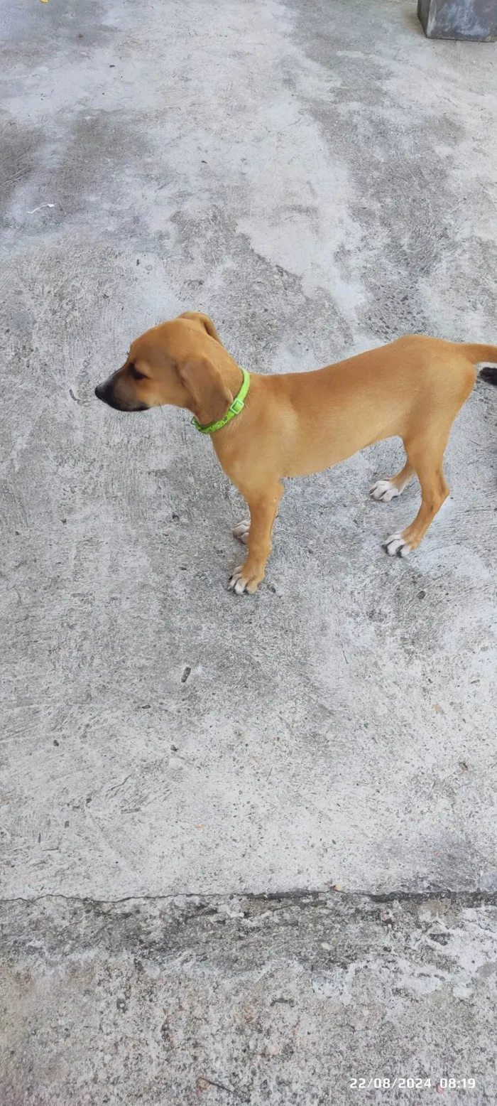 Cachorro ra a SRD-ViraLata idade 2 a 6 meses nome Sem nome