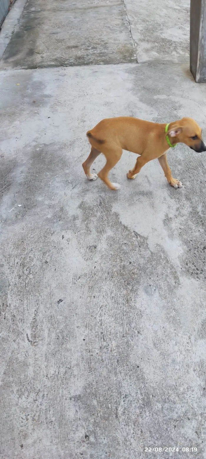 Cachorro ra a SRD-ViraLata idade 2 a 6 meses nome Sem nome