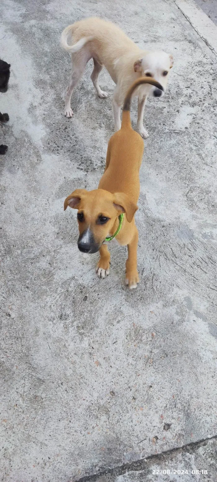 Cachorro ra a SRD-ViraLata idade 2 a 6 meses nome Sem nome